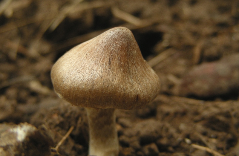 Primo insuccesso micro: Inocybe (cfr. Cortinarius sp.)